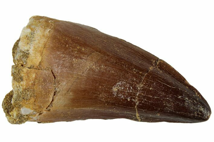 Fossil Mosasaur (Prognathodon) Tooth - Morocco #226662